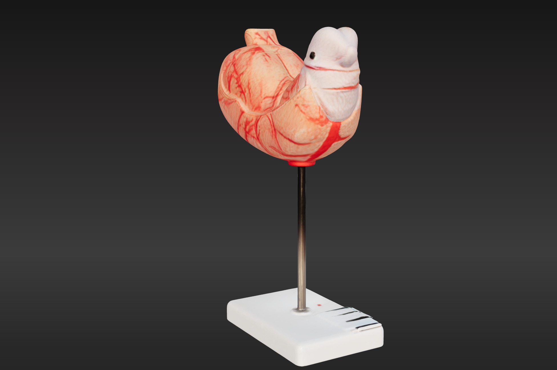 3D Human Stomach Anatomy Model 3D print model_9