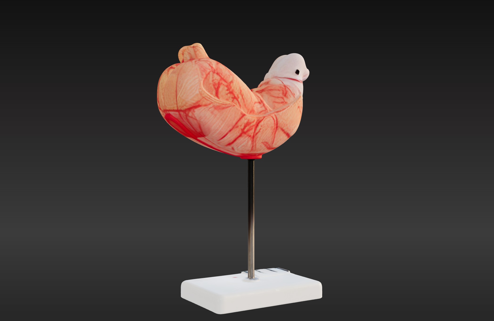 3D Human Stomach Anatomy Model 3D print model_7