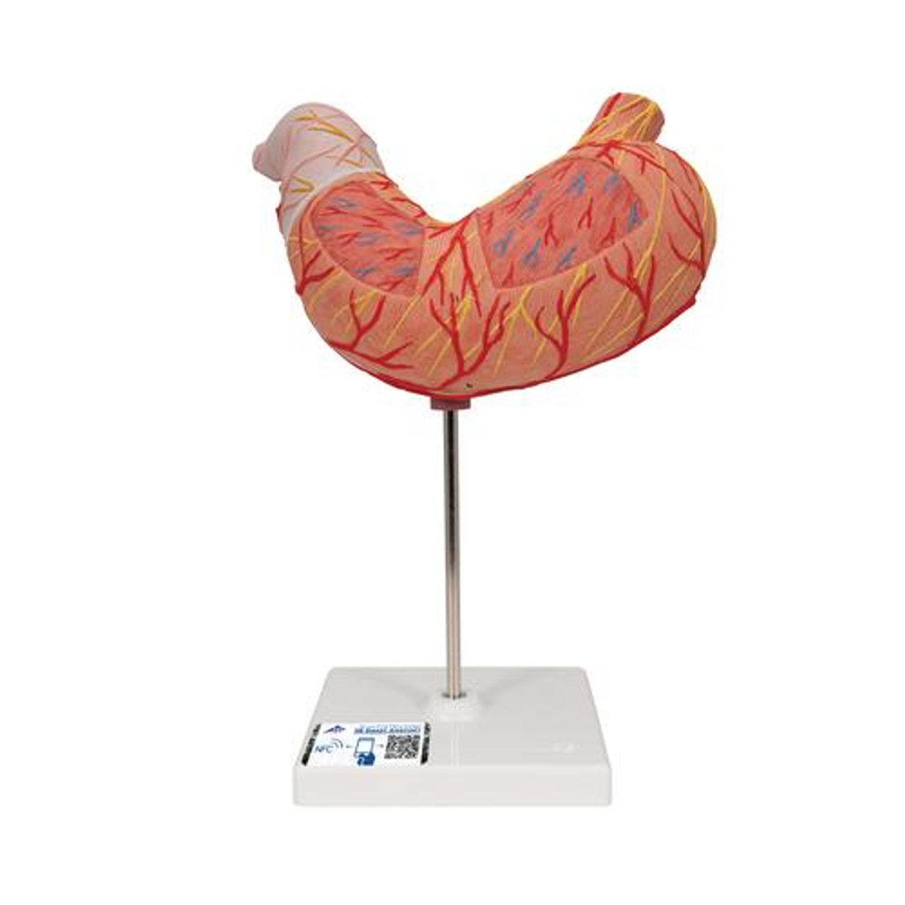 3D Human Stomach Anatomy Model 3D print model_5