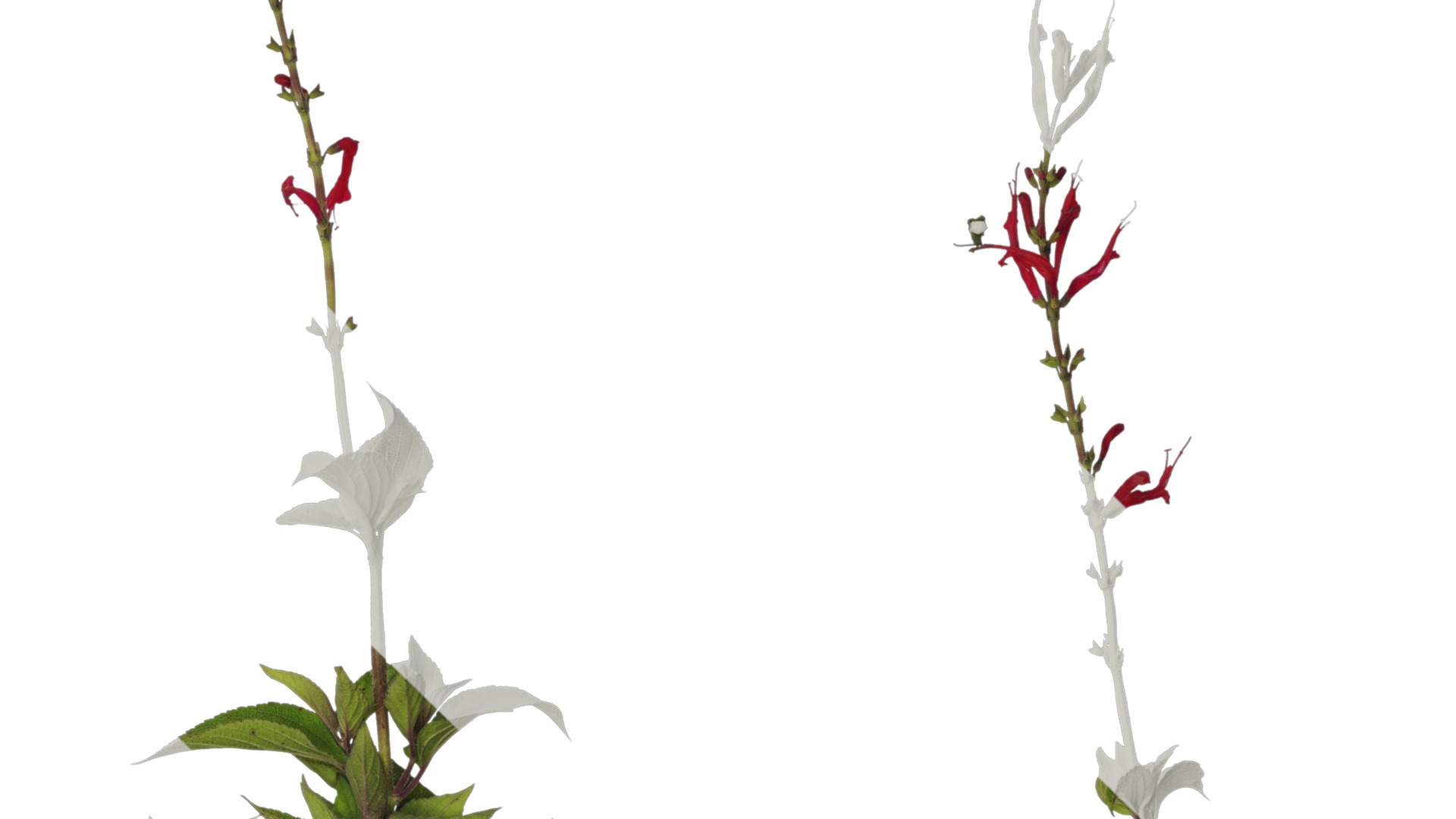 Anydrafts Salvia coccinea Atlas 01 Texture_4