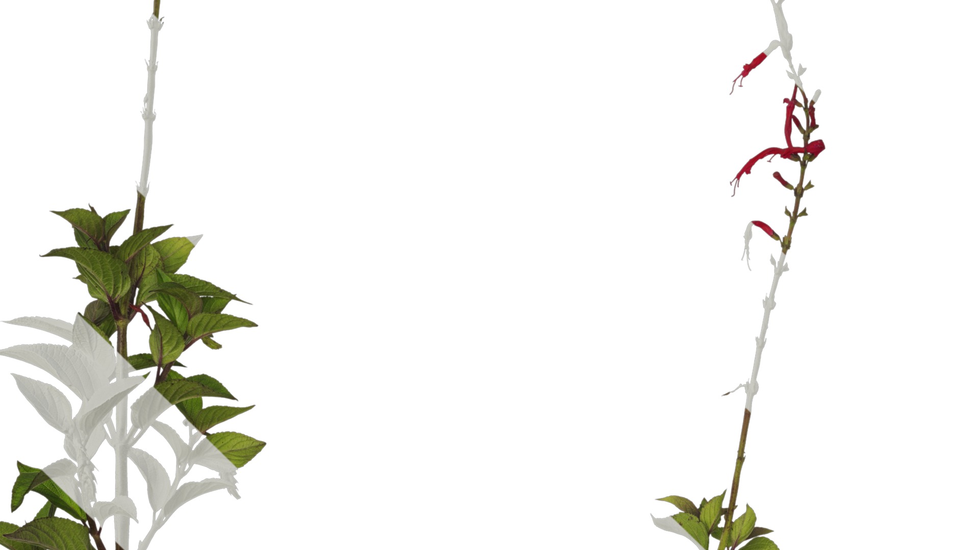 Anydrafts Salvia coccinea Atlas 01 Texture_3