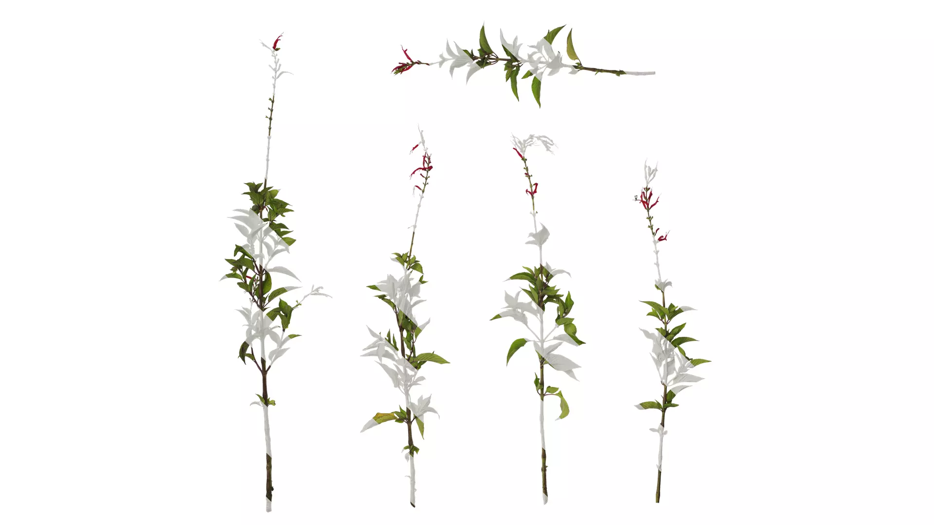 Anydrafts Salvia coccinea Atlas 01 Texture_0