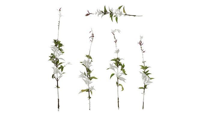 Anydrafts Salvia coccinea Atlas 01 Texture
