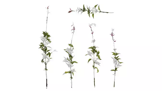 Anydrafts Salvia coccinea Atlas 01