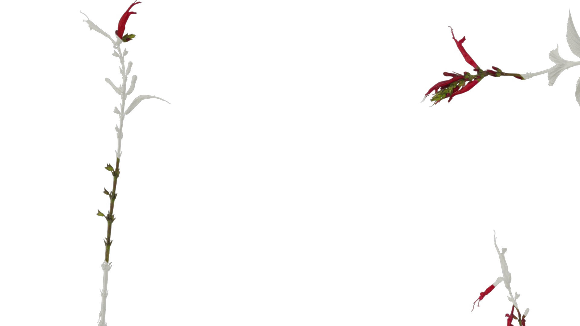 Anydrafts Salvia coccinea Atlas 01 Texture_1