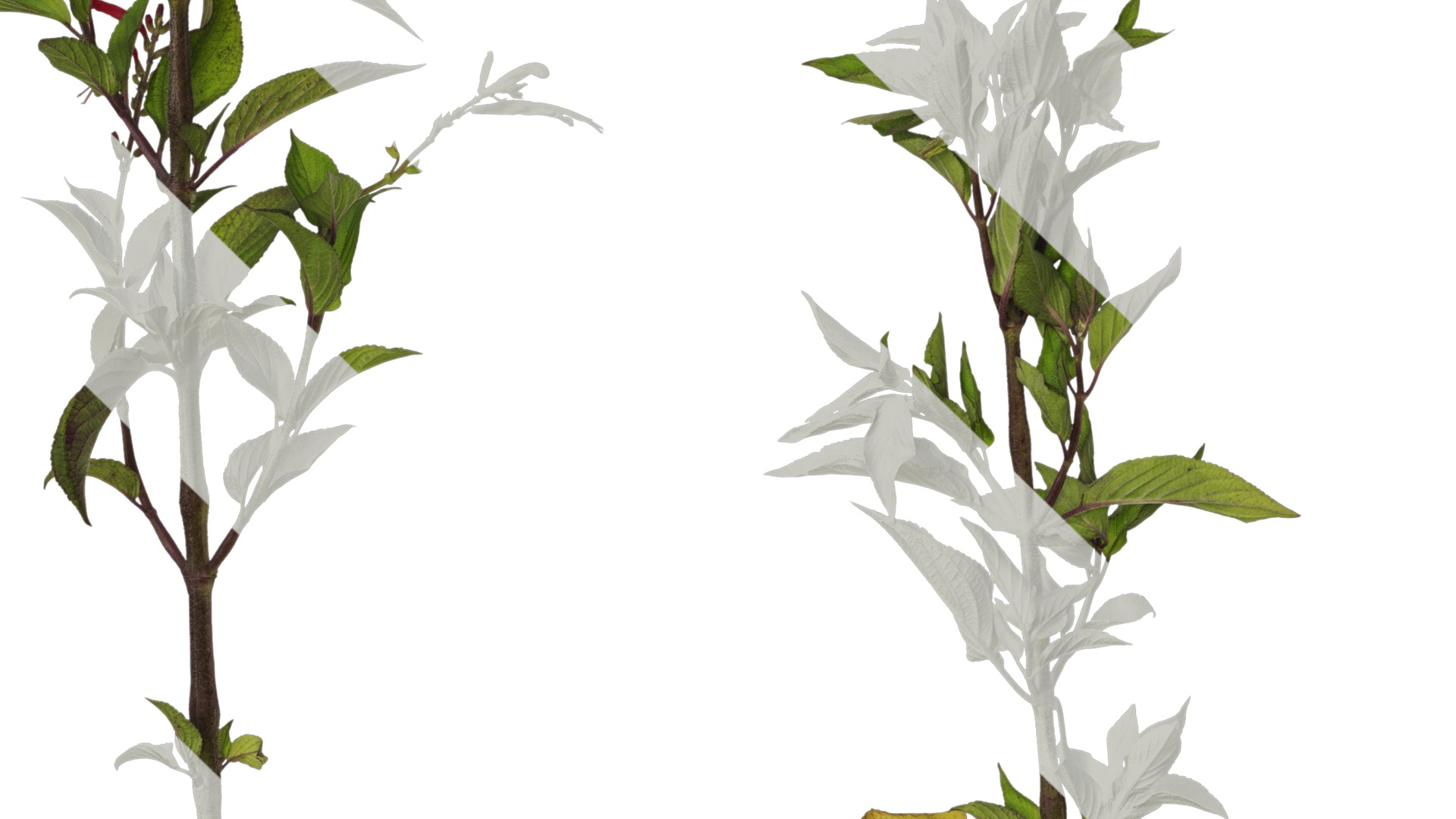 Anydrafts Salvia coccinea Atlas 01 Texture_5