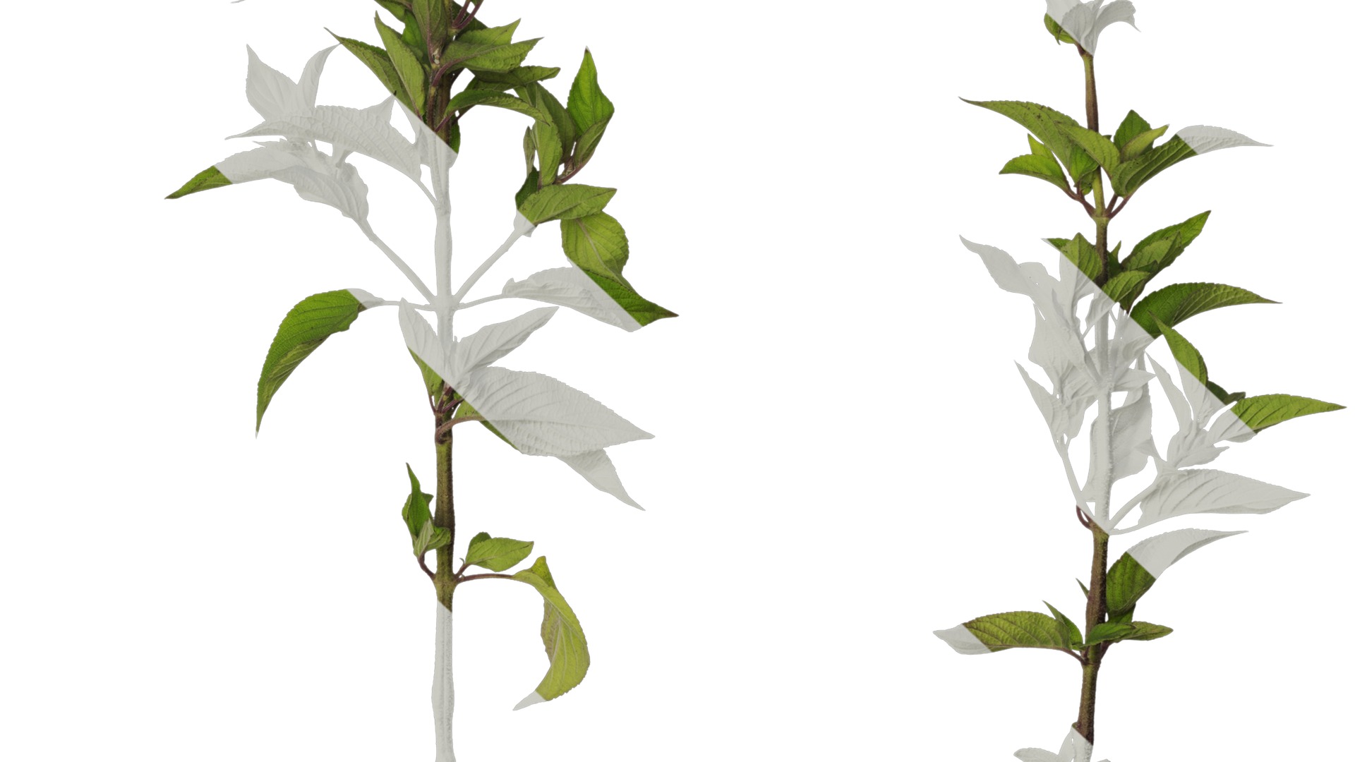 Anydrafts Salvia coccinea Atlas 01 Texture_6