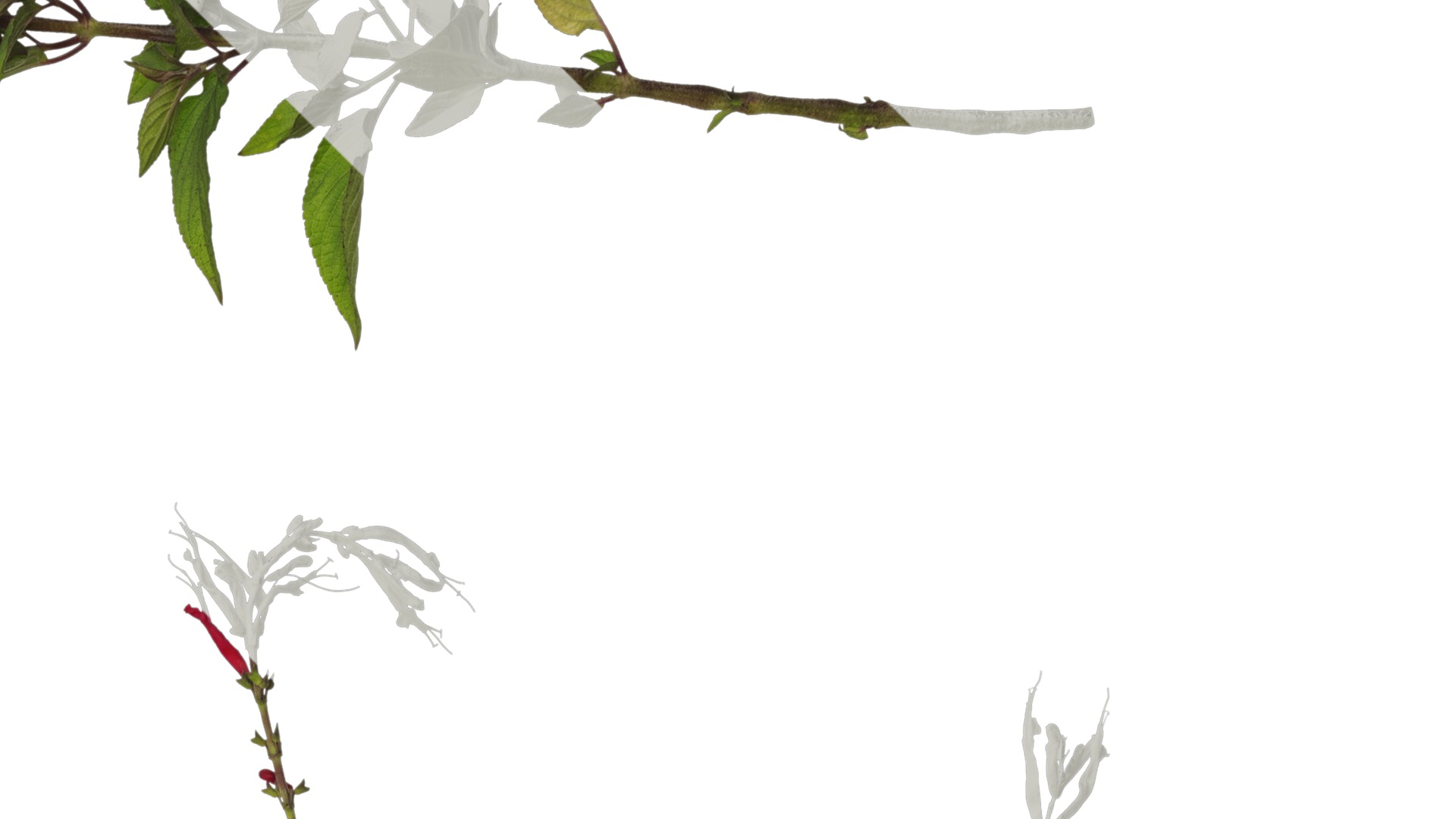 Anydrafts Salvia coccinea Atlas 01 Texture_2