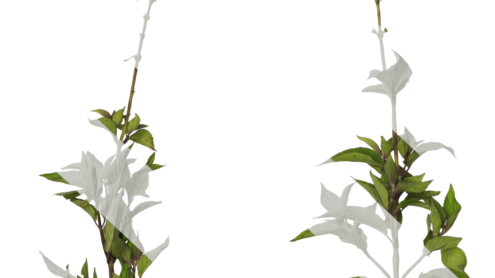 Anydrafts Salvia coccinea Atlas 01 Texture_7