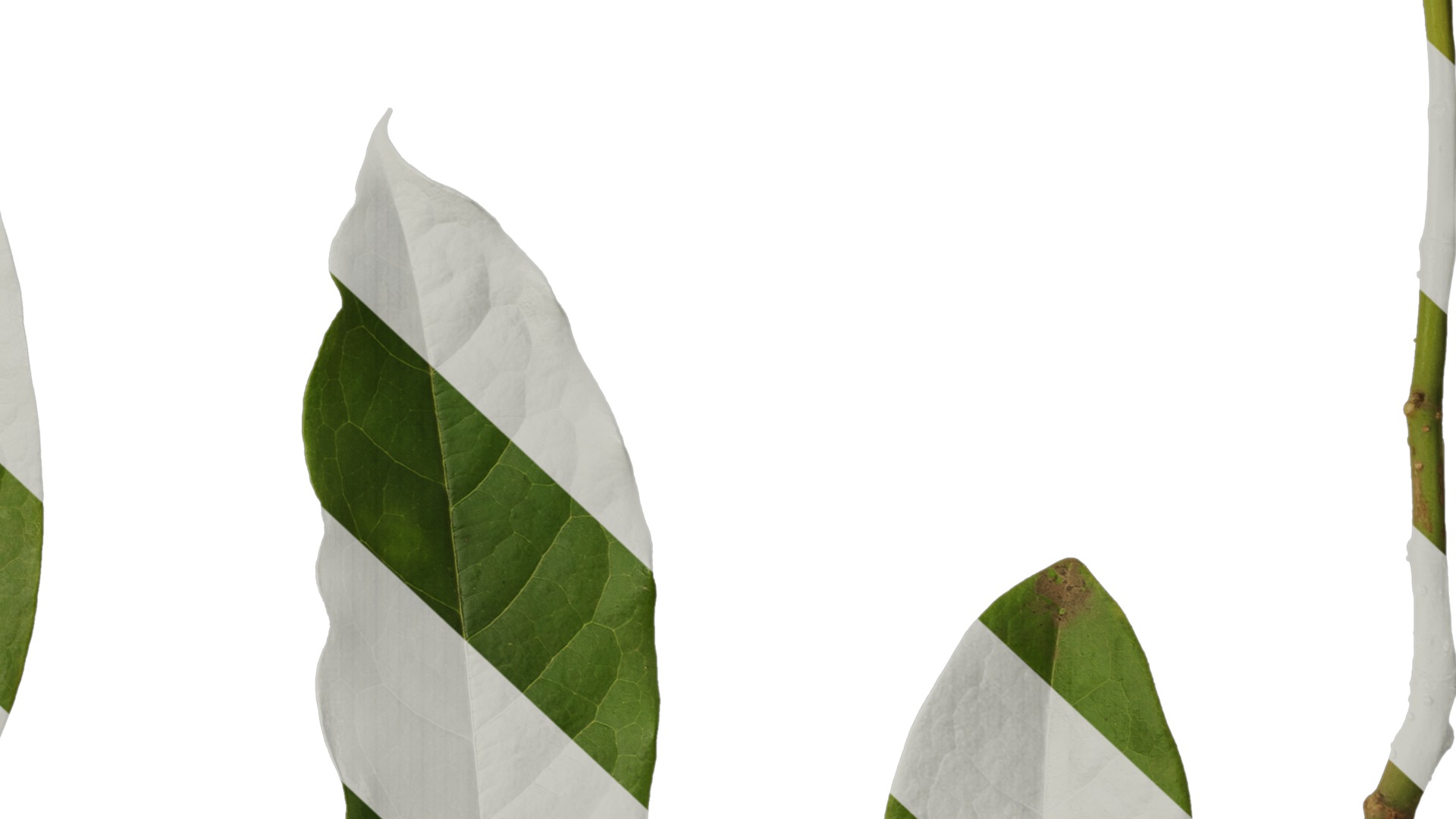 Anydrafts Magnolia coco Leaf 02 Texture_6