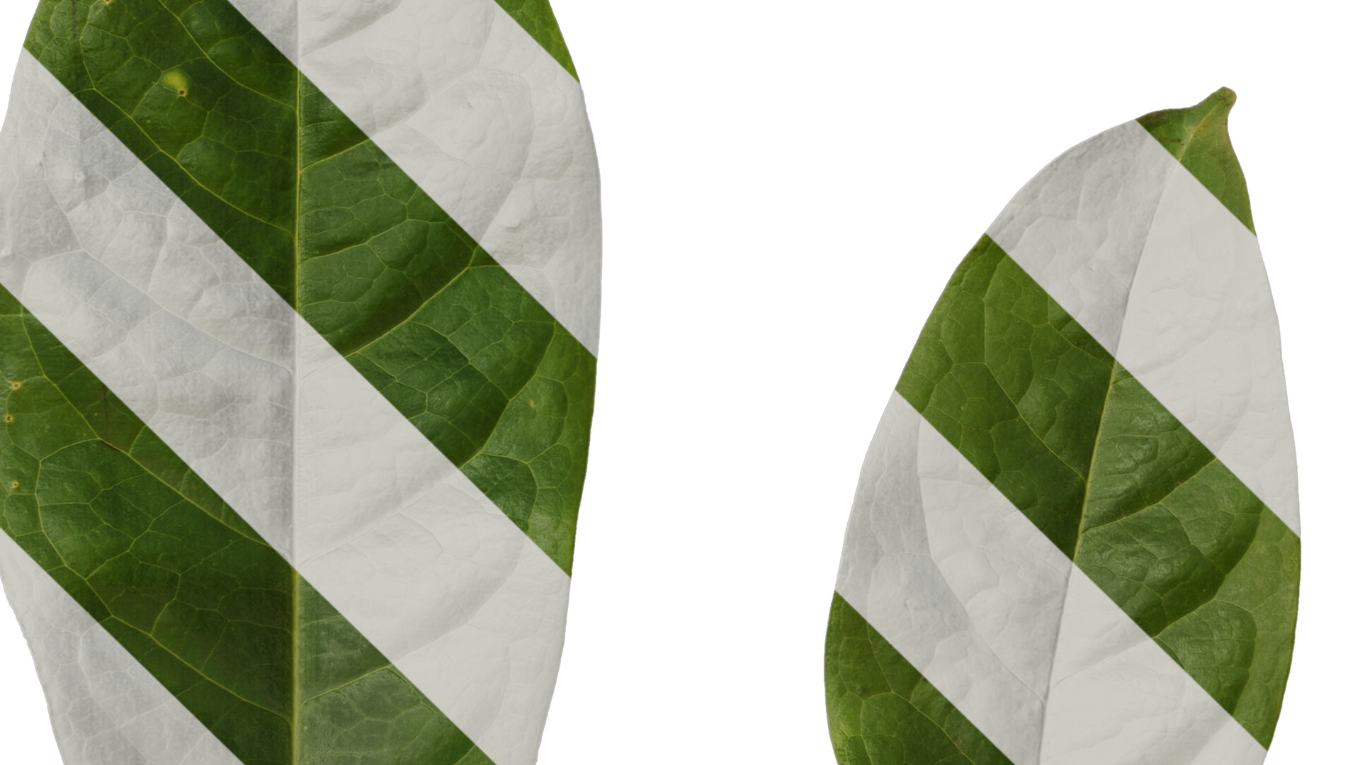 Anydrafts Magnolia coco Leaf 02 Texture_5