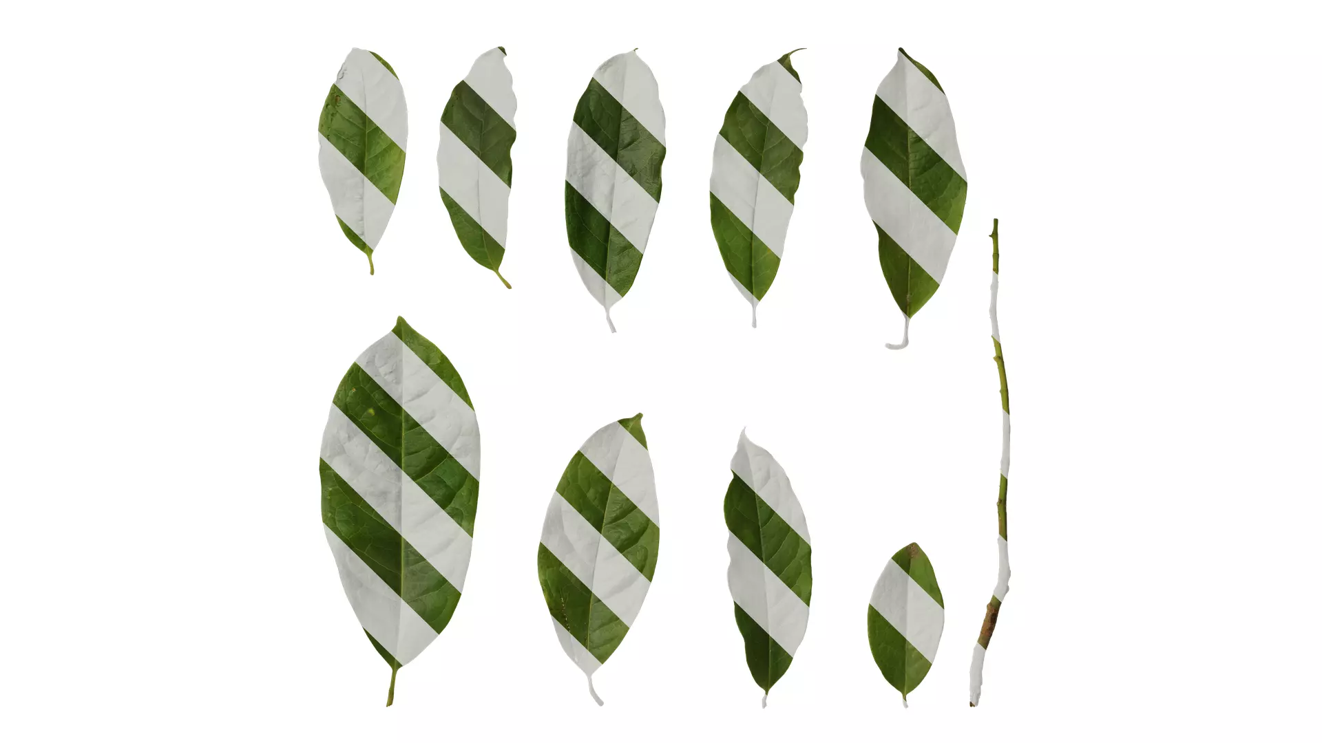 Anydrafts Magnolia coco Leaf 02 Texture_0