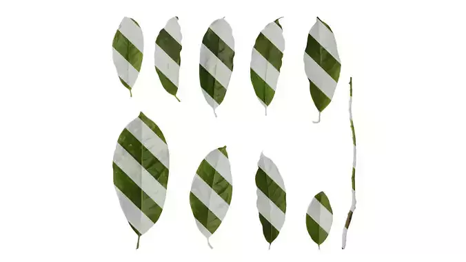 Anydrafts Magnolia coco Leaf 02