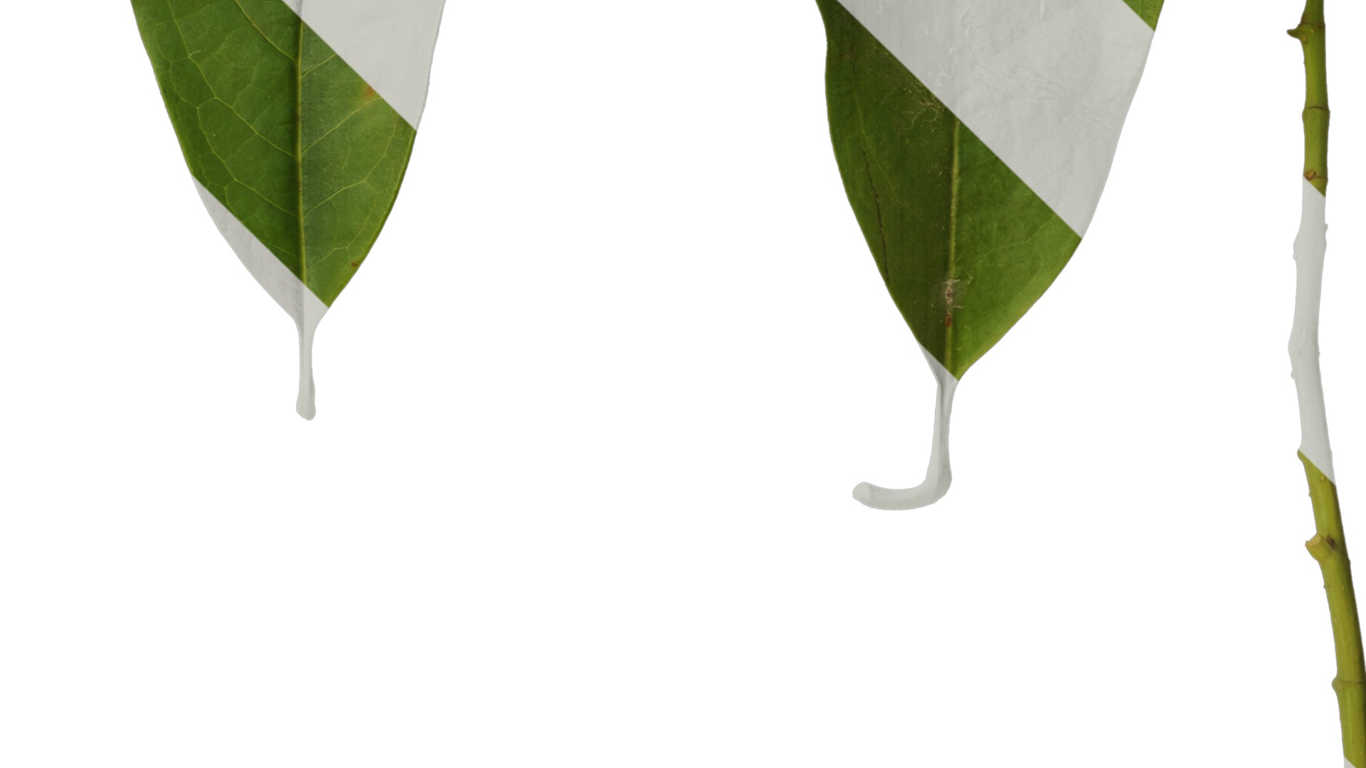 Anydrafts Magnolia coco Leaf 02 Texture_4