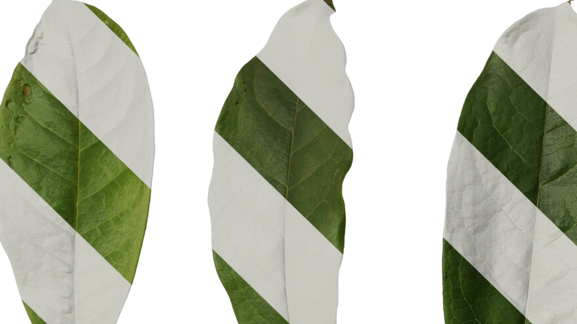 Anydrafts Magnolia coco Leaf 02 Texture_1