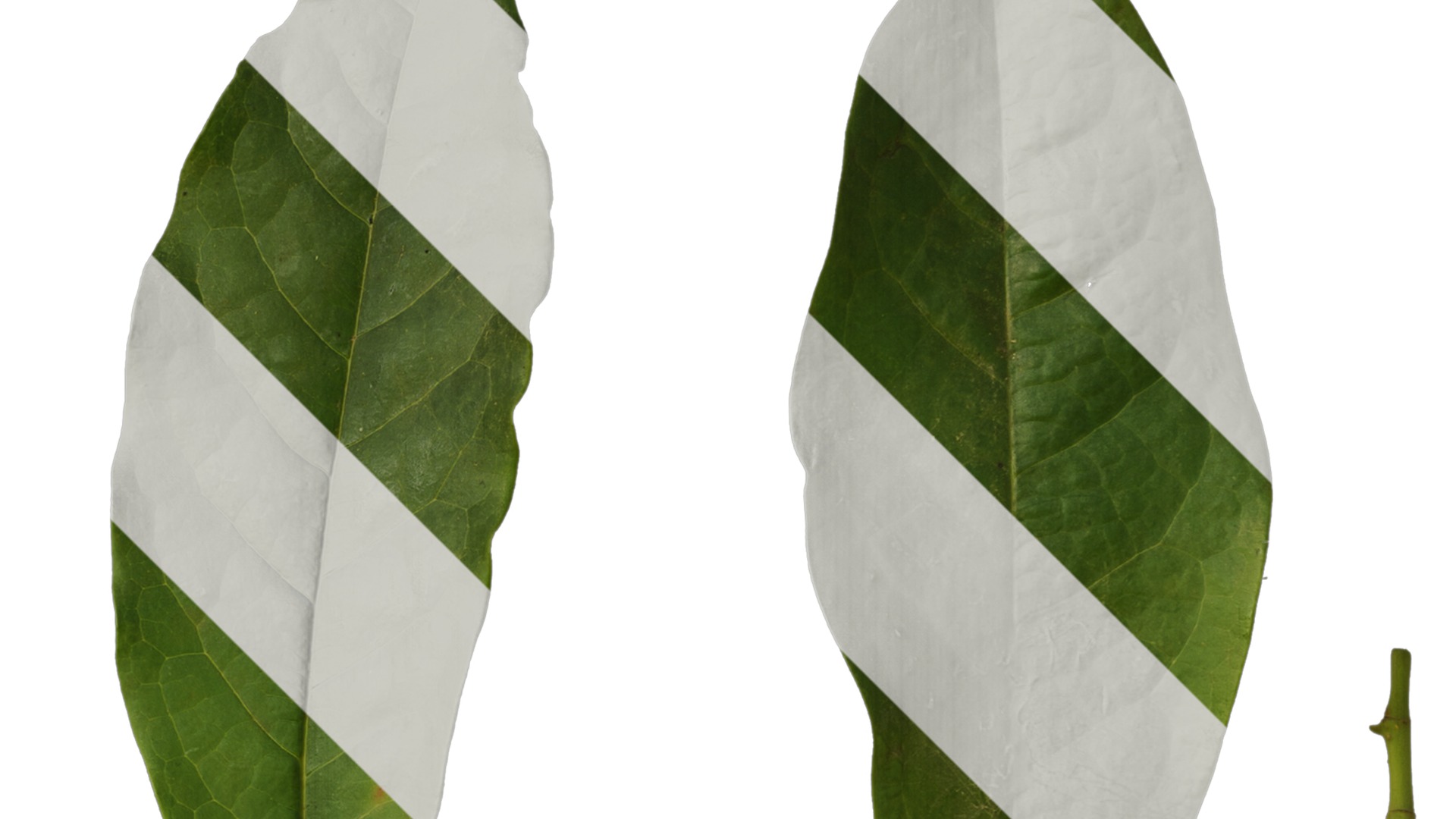 Anydrafts Magnolia coco Leaf 02 Texture_2