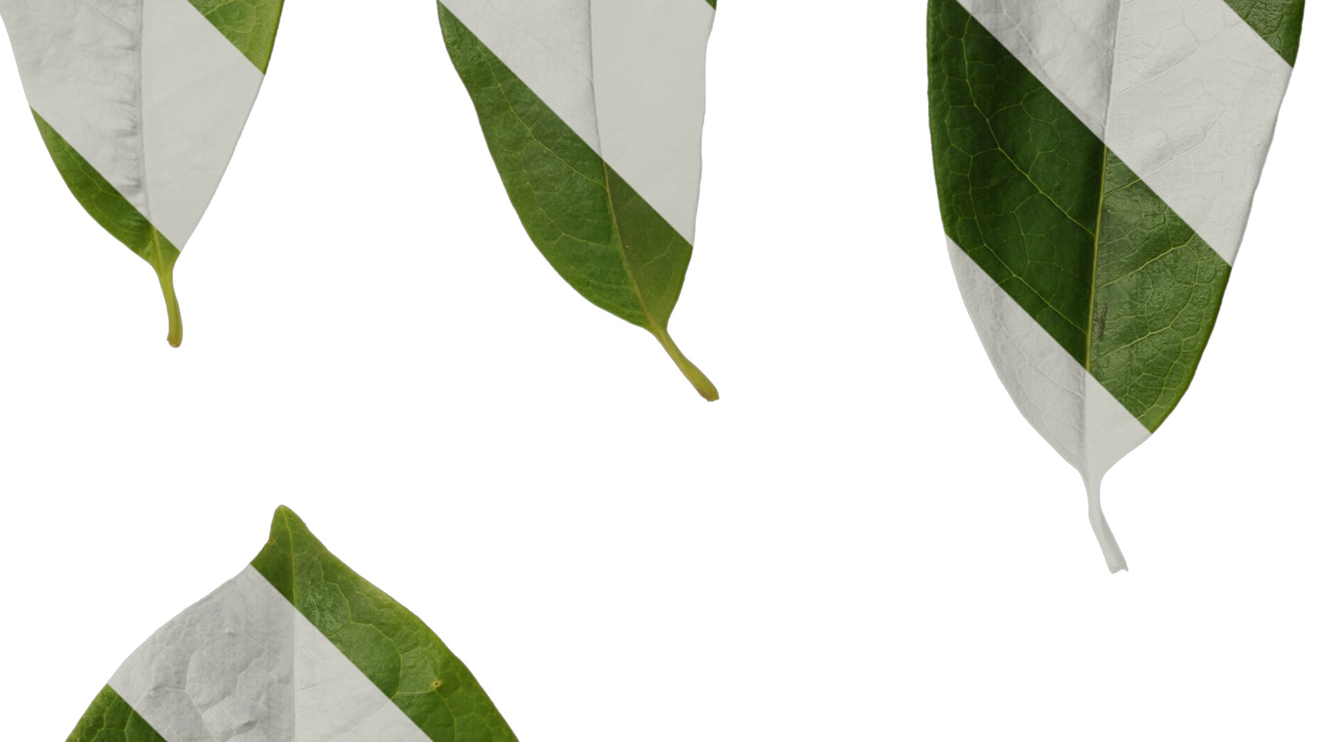 Anydrafts Magnolia coco Leaf 02 Texture_3