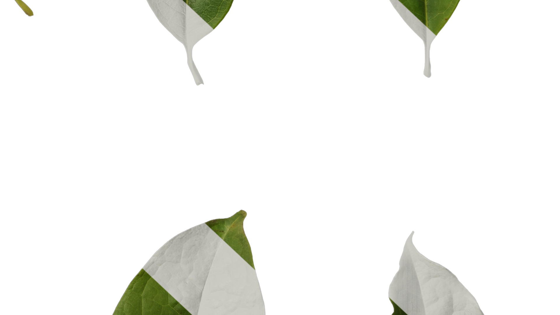 Anydrafts Magnolia coco Leaf 02 Texture_7