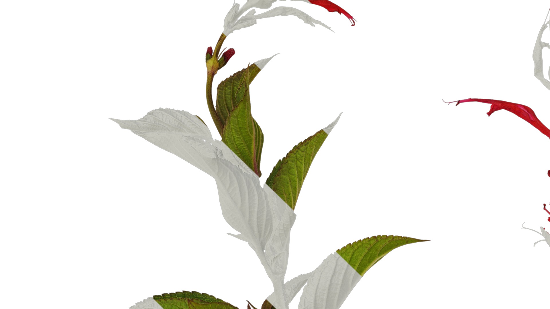 Anydrafts Salvia coccinea Atlas 02 Texture_1