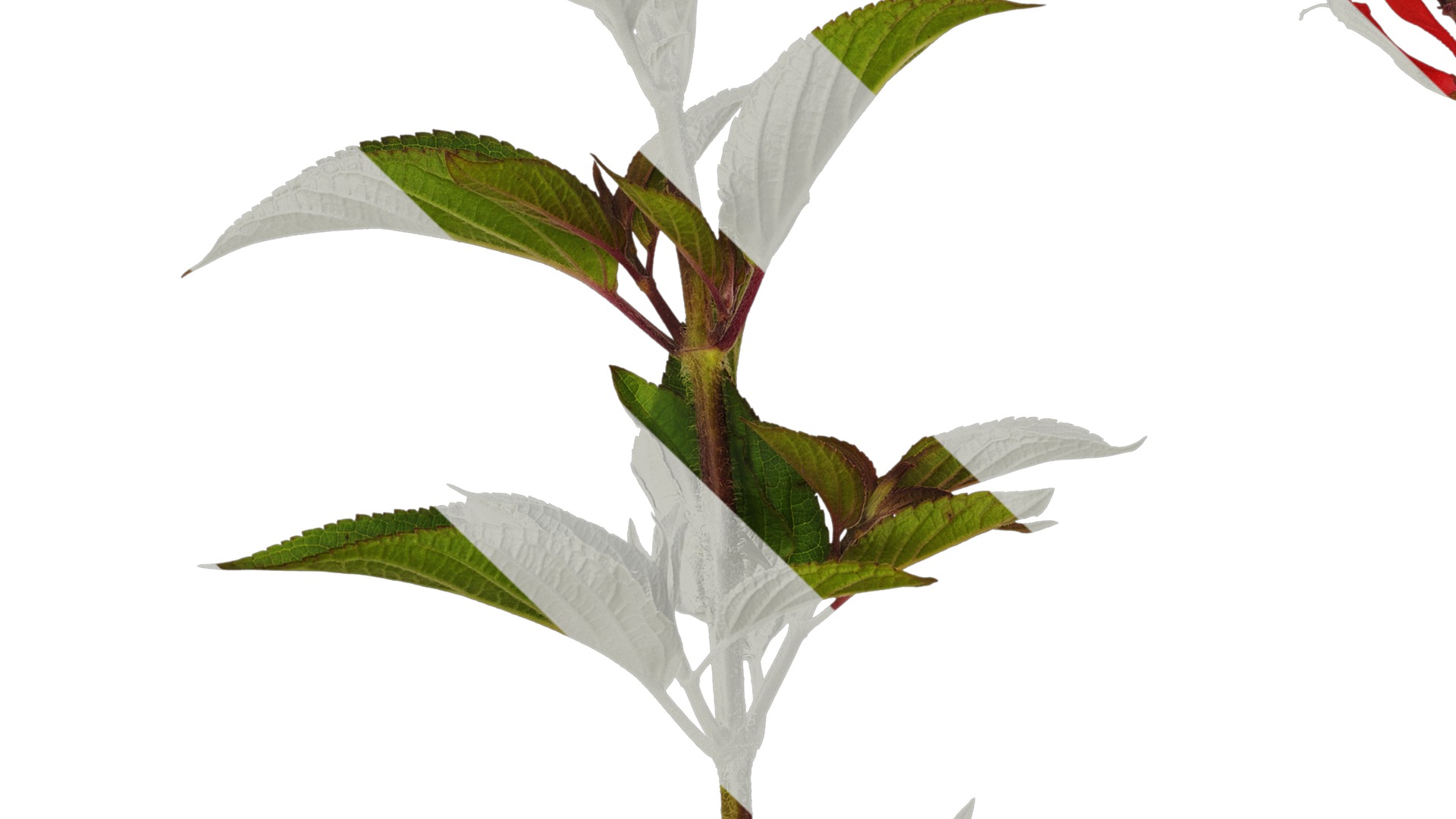 Anydrafts Salvia coccinea Atlas 02 Texture_3