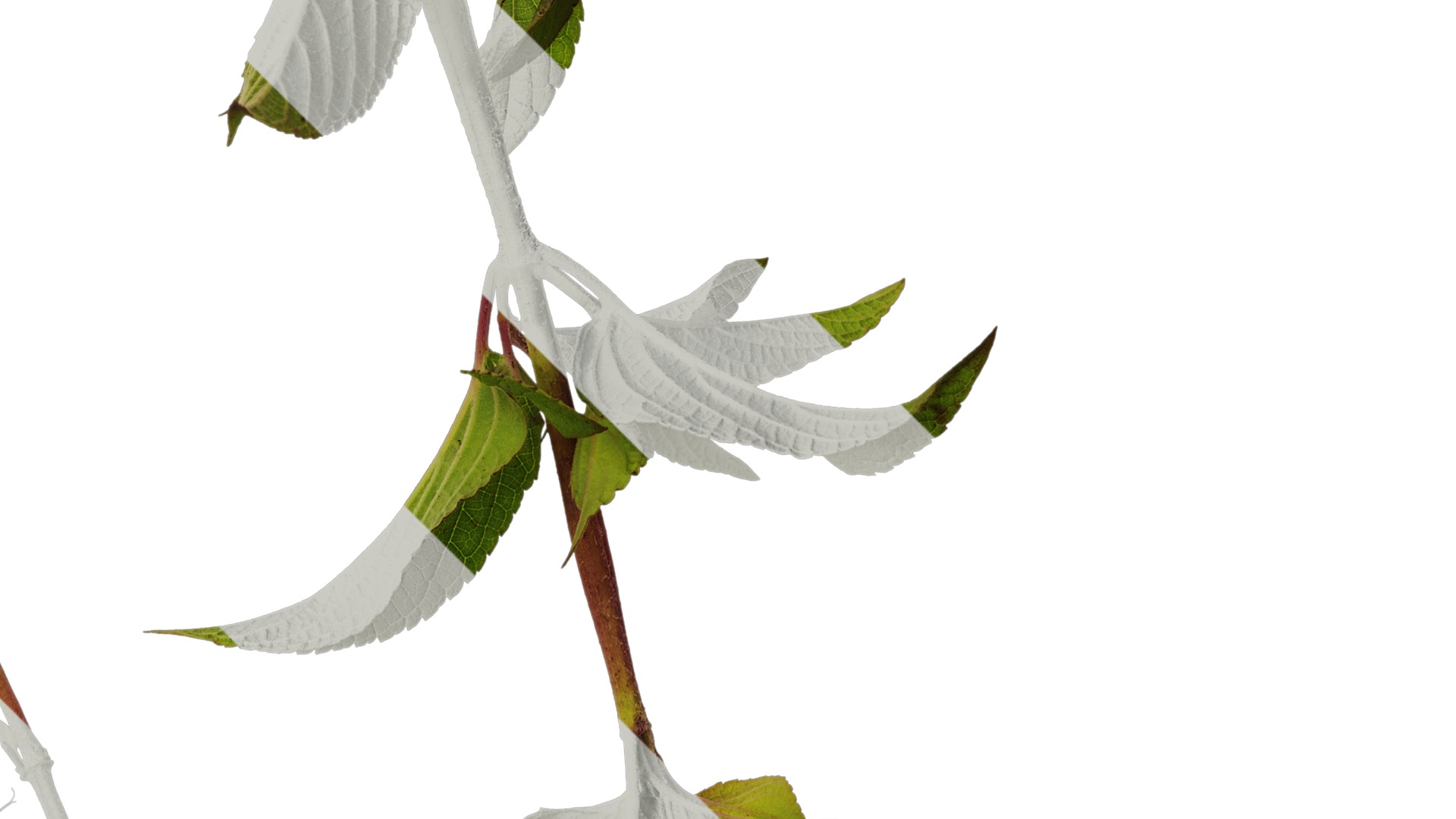 Anydrafts Salvia coccinea Atlas 02 Texture_2