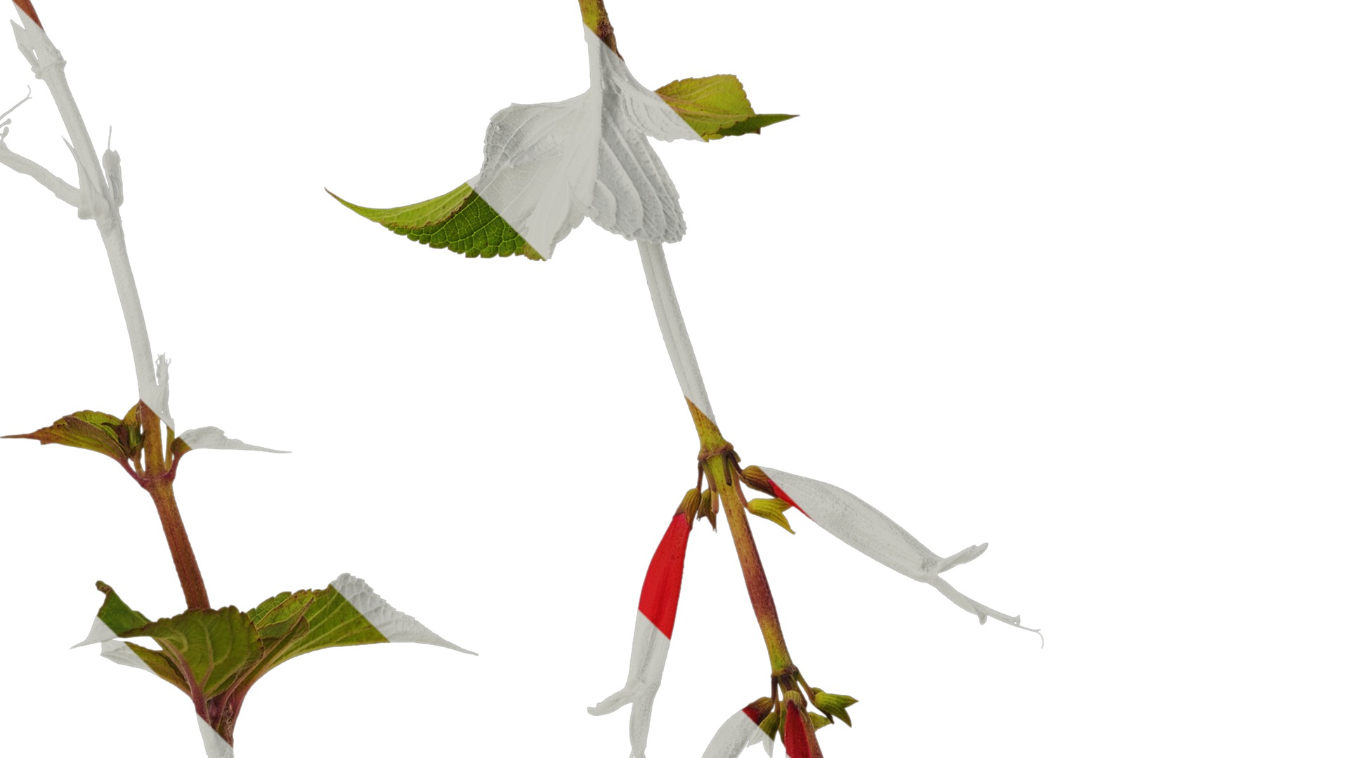 Anydrafts Salvia coccinea Atlas 02 Texture_4