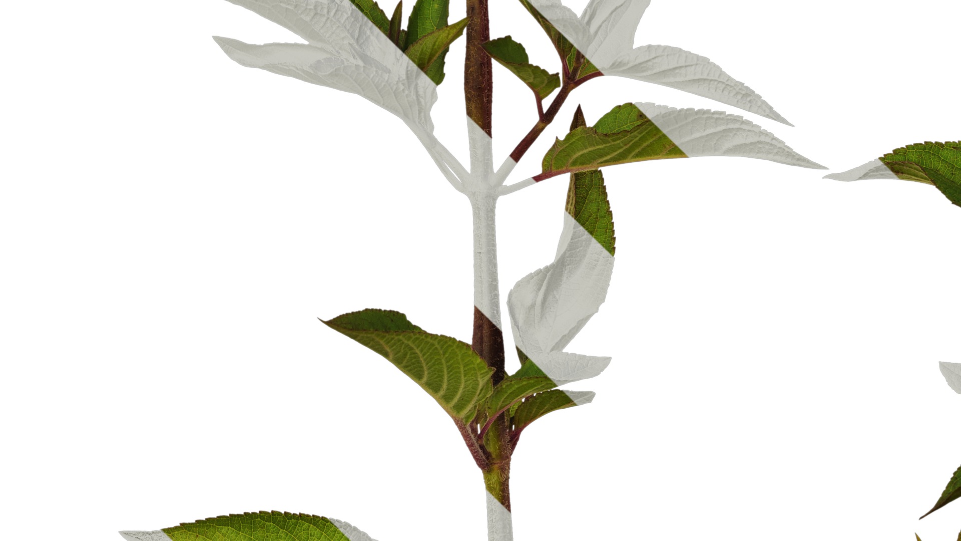 Anydrafts Salvia coccinea Atlas 02 Texture_5