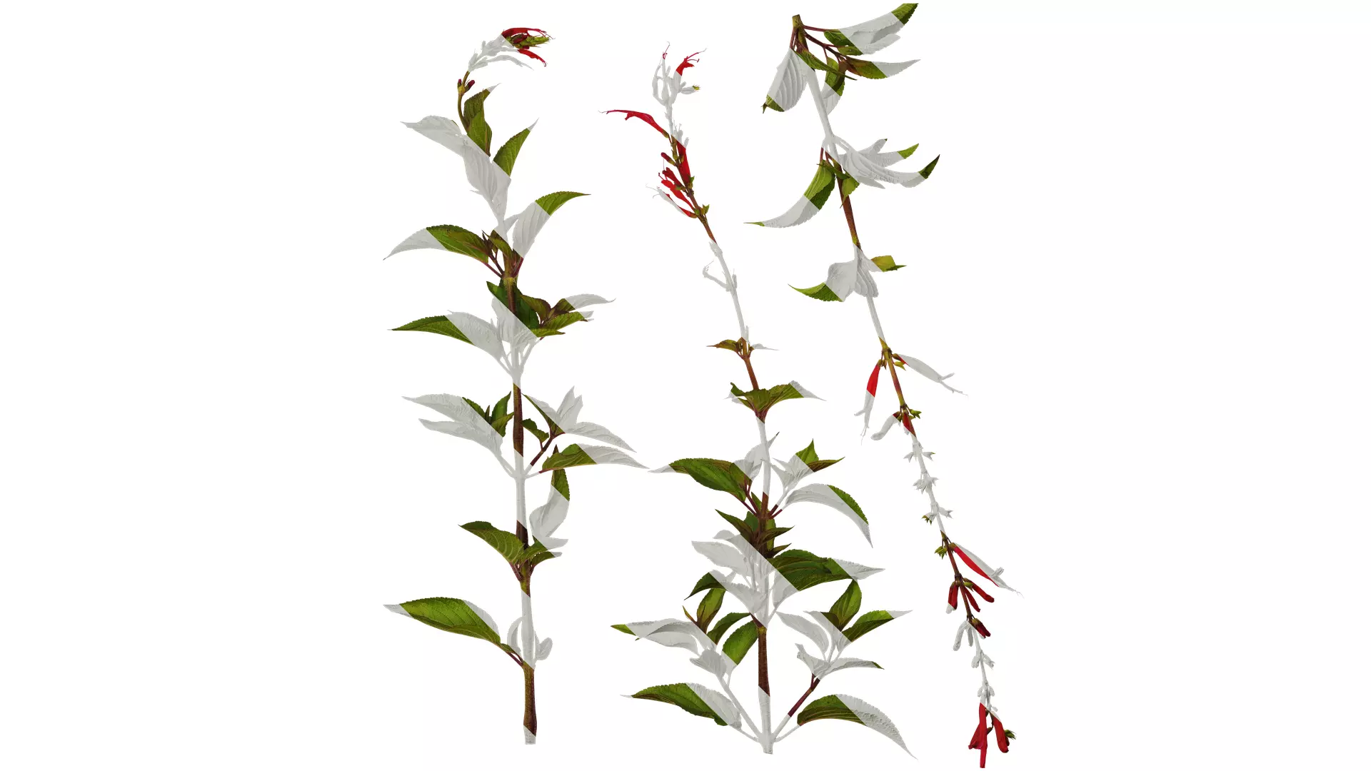 Anydrafts Salvia coccinea Atlas 02 Texture_0
