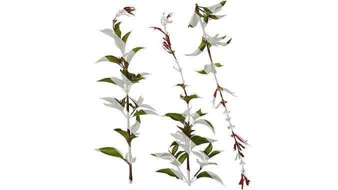 Anydrafts Salvia coccinea Atlas 02 Texture