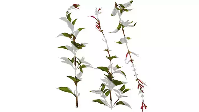 Anydrafts Salvia coccinea Atlas 02