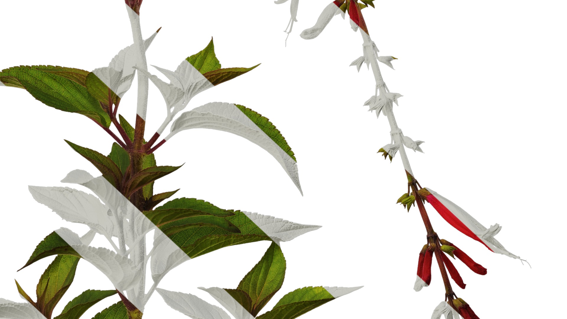 Anydrafts Salvia coccinea Atlas 02 Texture_6