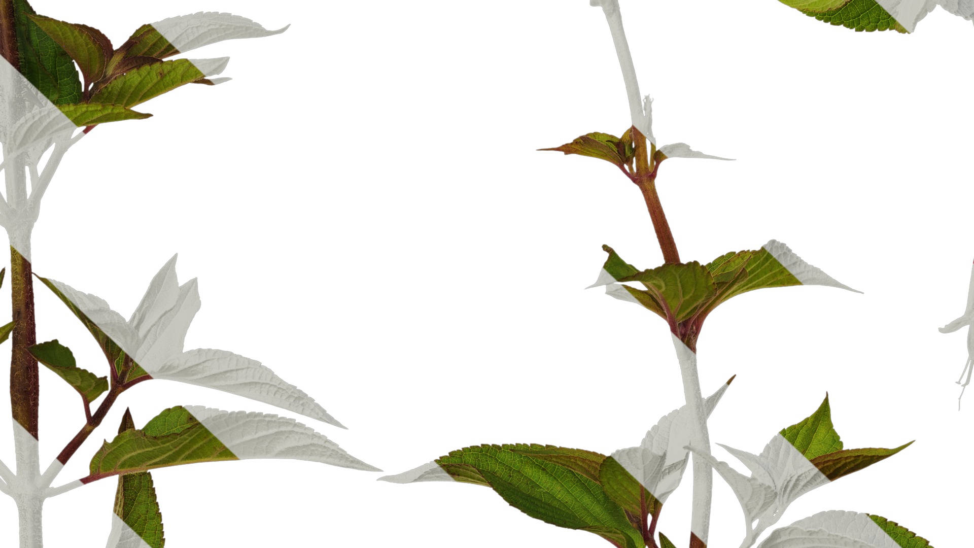 Anydrafts Salvia coccinea Atlas 02 Texture_7