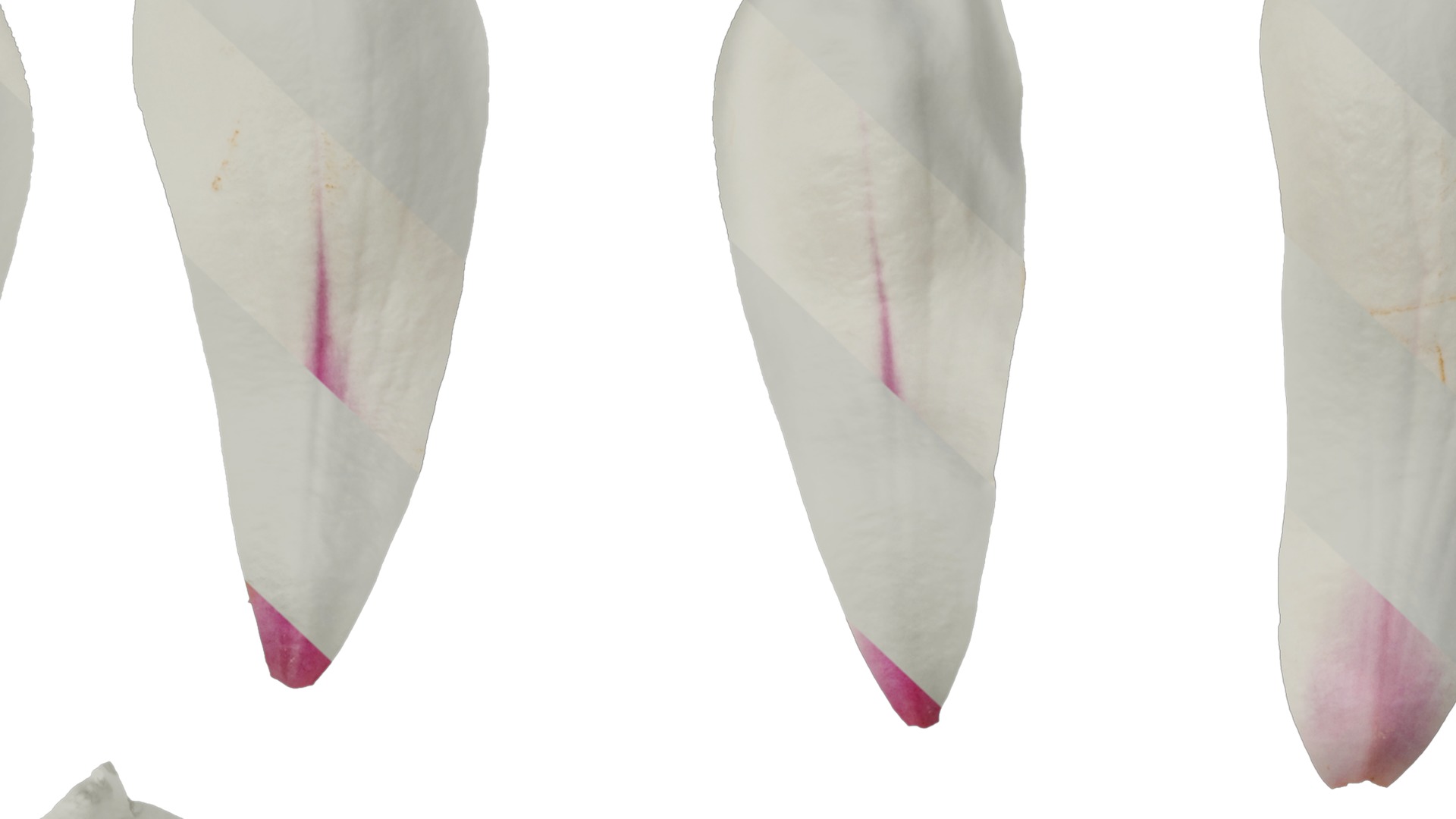 Anydrafts Magnolia denudata Flower 08 B Texture_7