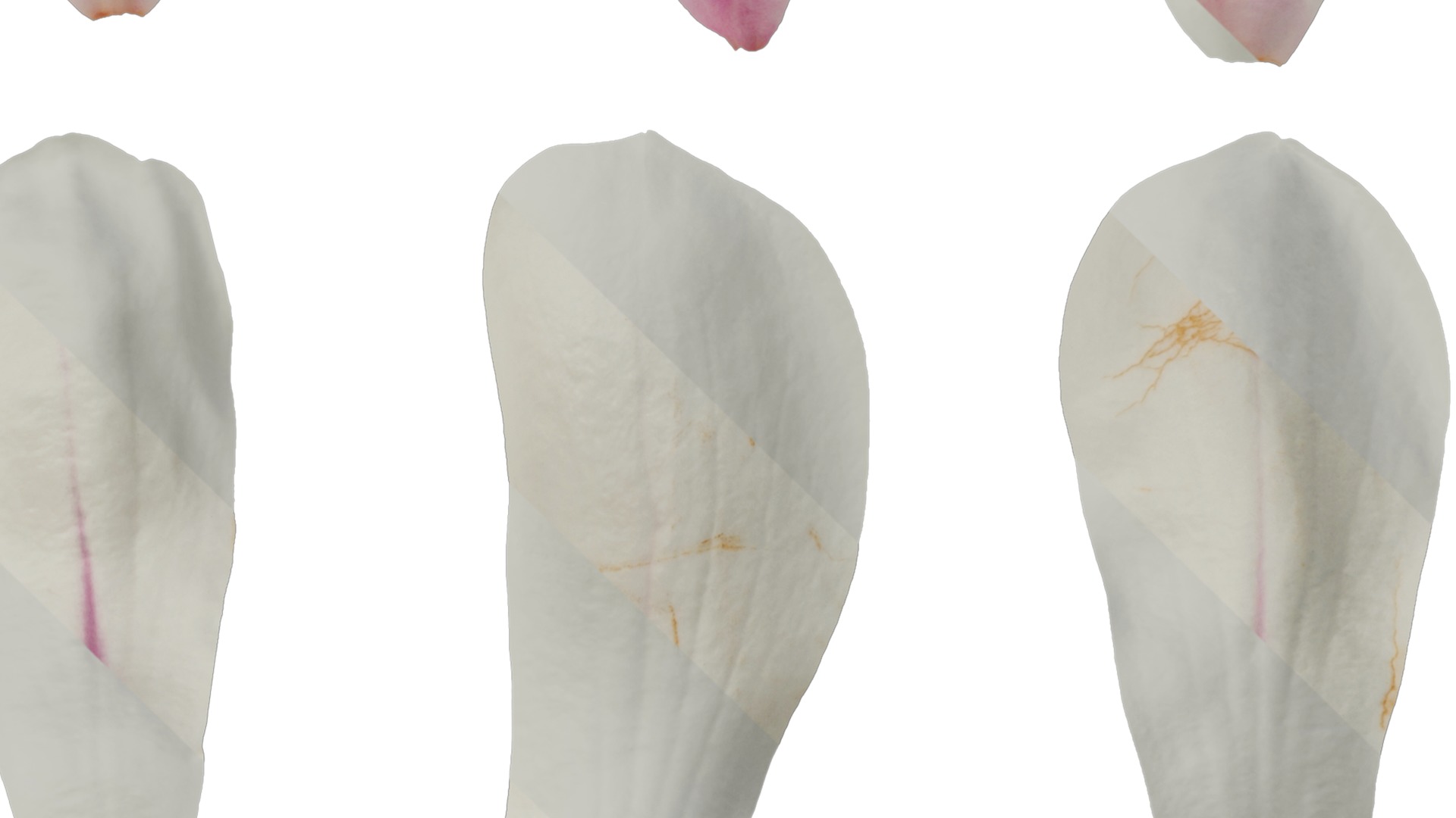 Anydrafts Magnolia denudata Flower 08 B Texture_4