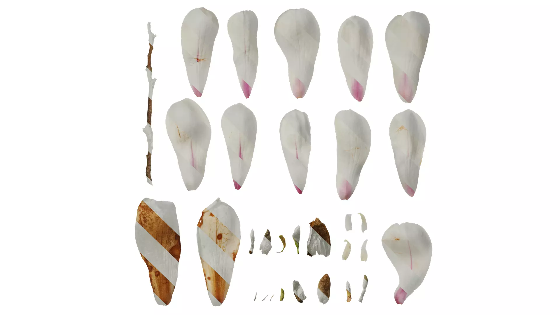 Anydrafts Magnolia denudata Flower 08 B Texture_0