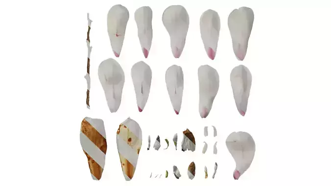 Anydrafts Magnolia denudata Flower 08 B