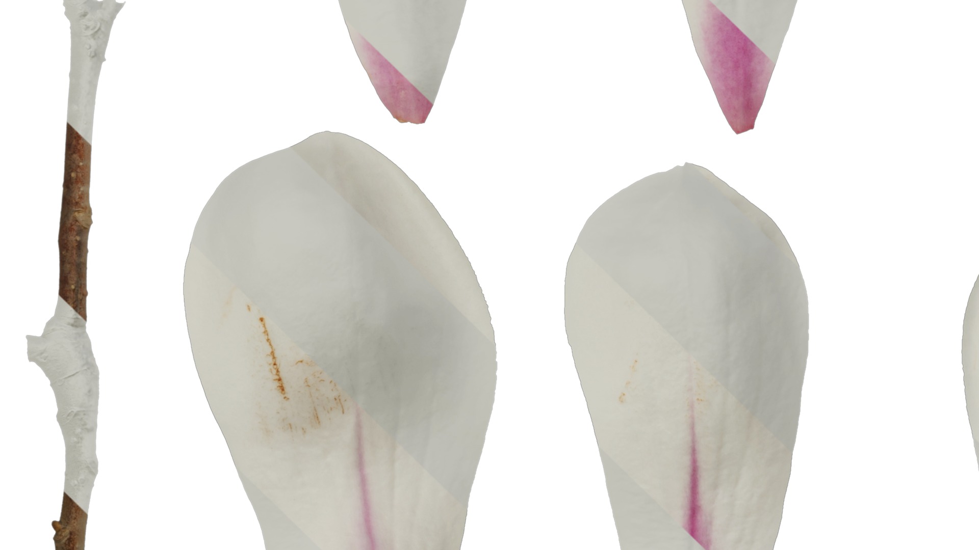 Anydrafts Magnolia denudata Flower 08 B Texture_3