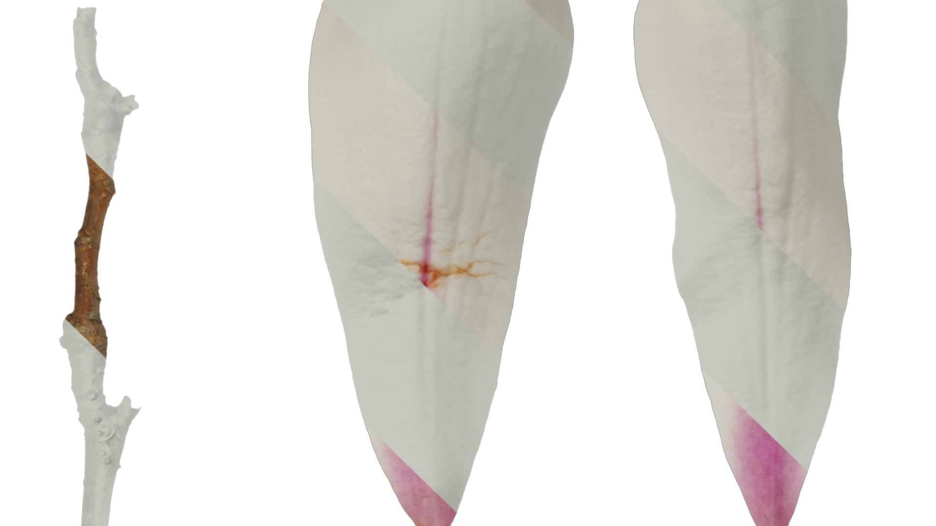 Anydrafts Magnolia denudata Flower 08 B Texture_1