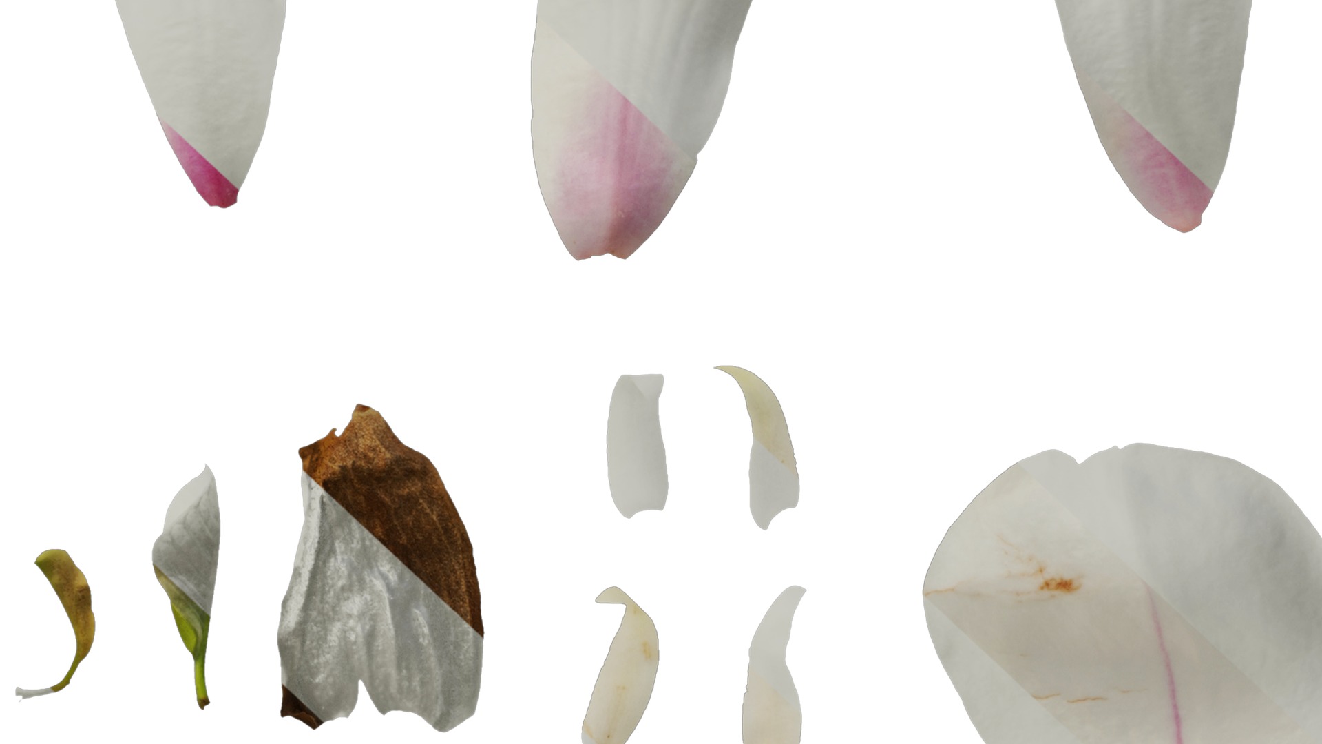 Anydrafts Magnolia denudata Flower 08 B Texture_6