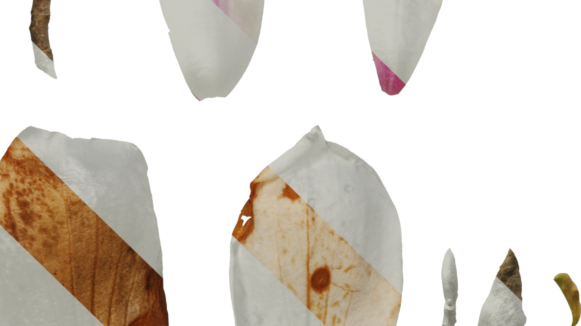 Anydrafts Magnolia denudata Flower 08 B Texture_5