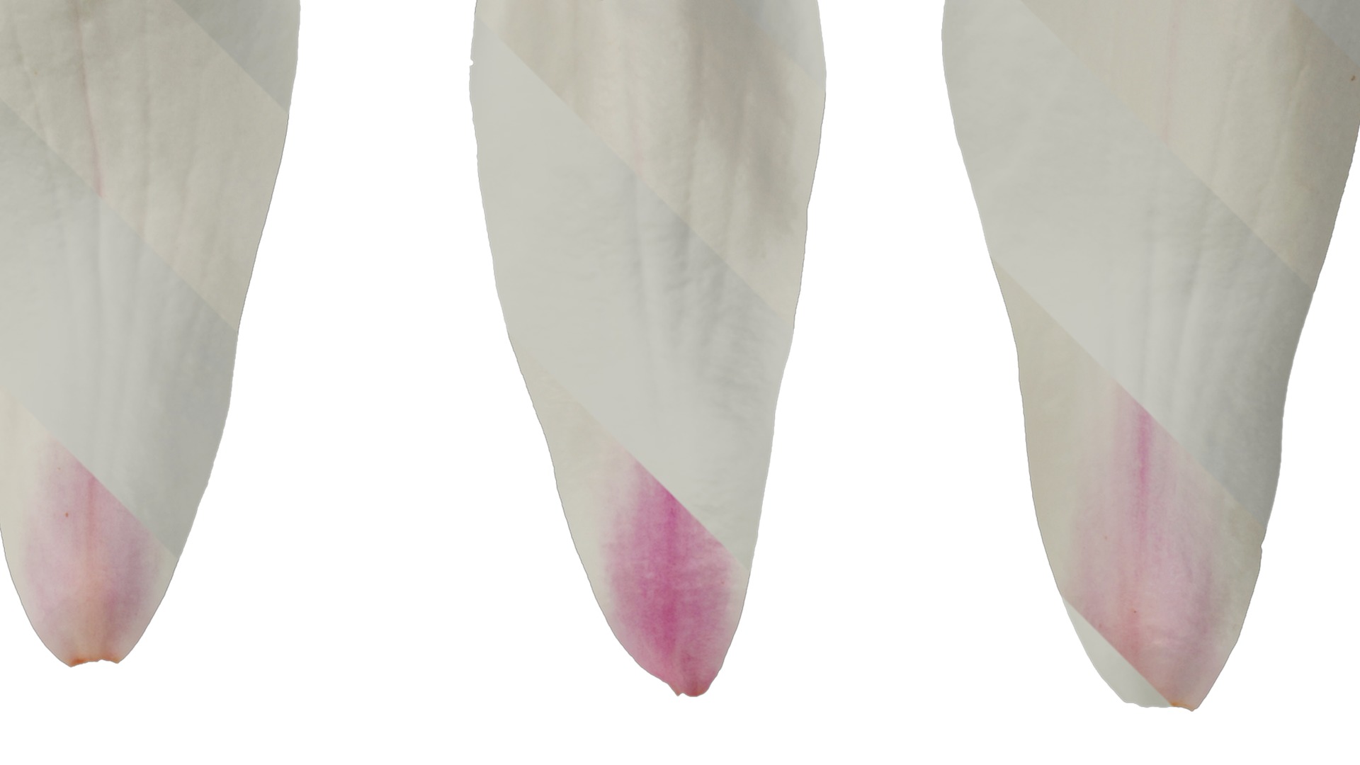 Anydrafts Magnolia denudata Flower 08 B Texture_2