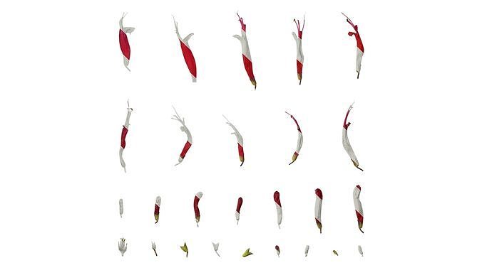 Anydrafts Salvia coccinea Flower 01 Texture