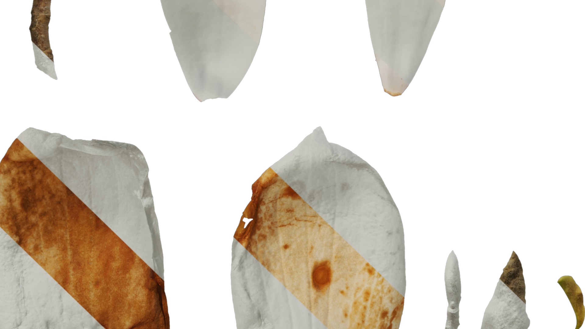 Anydrafts Magnolia denudata Flower 08 F Texture_5