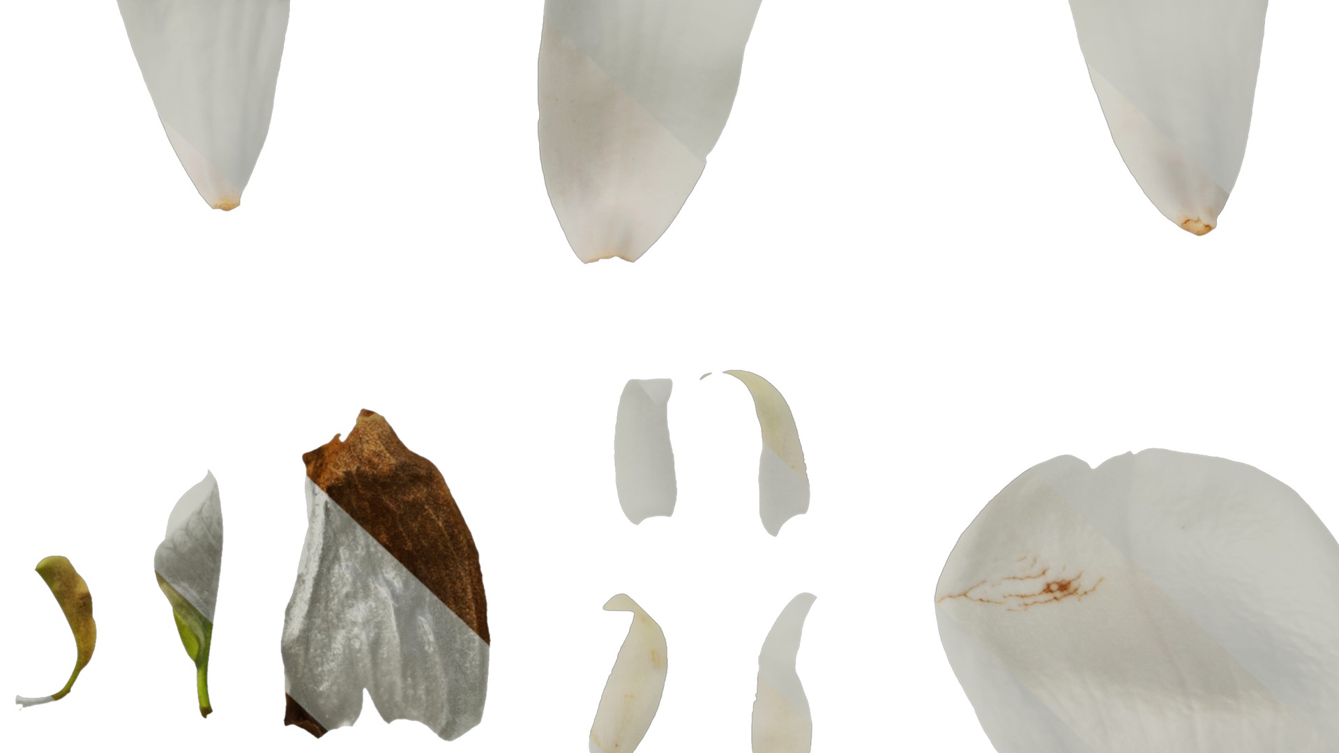 Anydrafts Magnolia denudata Flower 08 F Texture_6