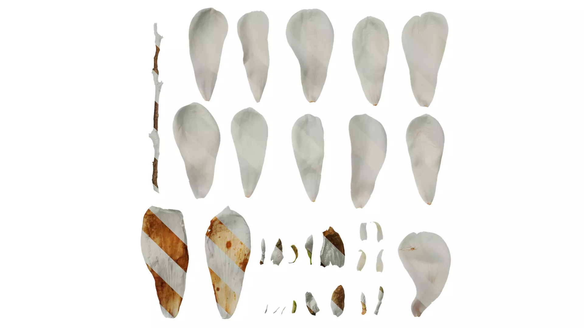 Anydrafts Magnolia denudata Flower 08 F Texture_0