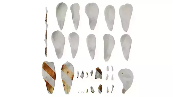 Anydrafts Magnolia denudata Flower 08 F