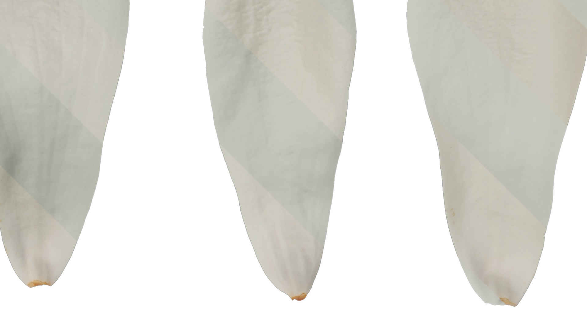 Anydrafts Magnolia denudata Flower 08 F Texture_2