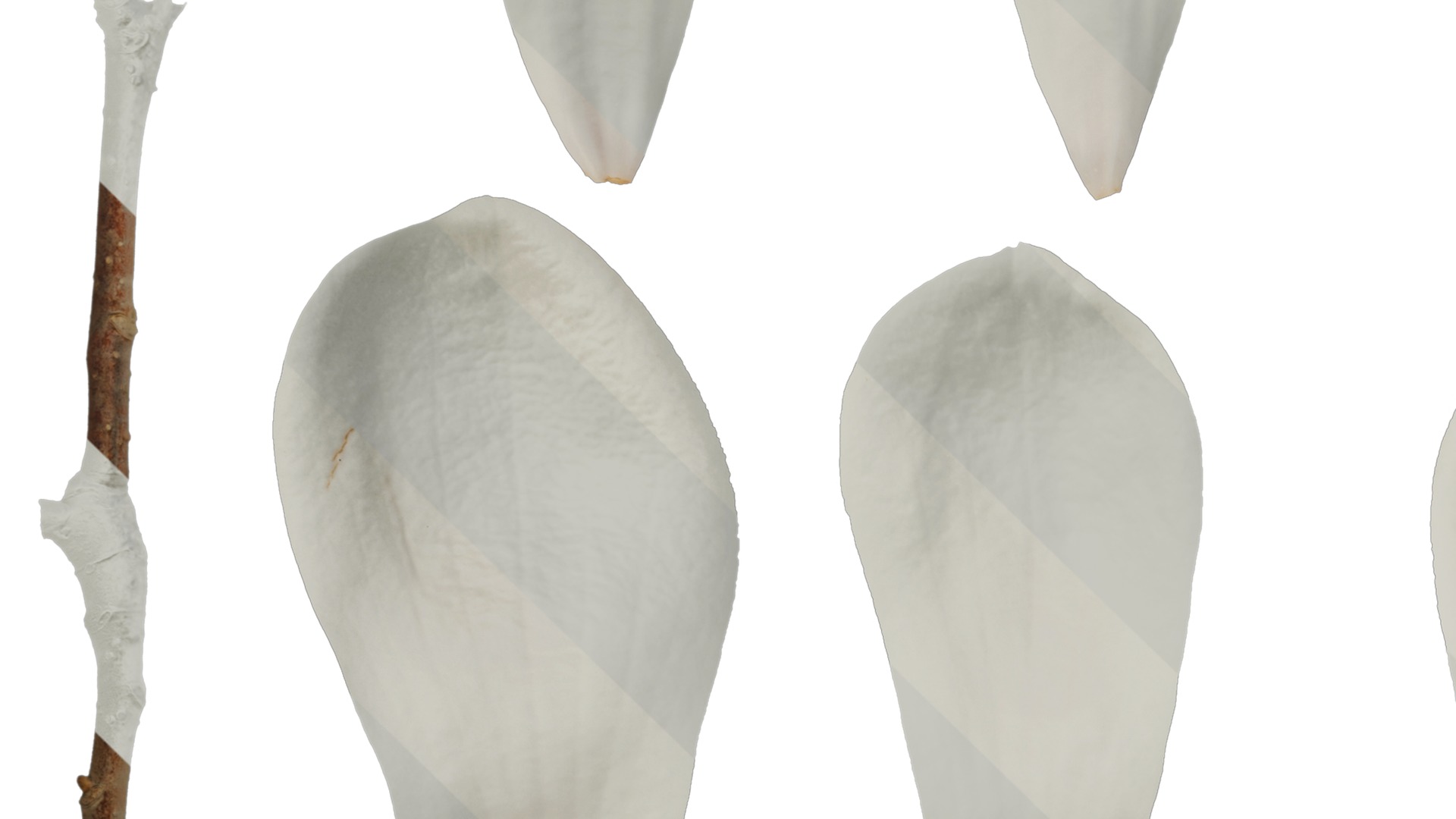 Anydrafts Magnolia denudata Flower 08 F Texture_3