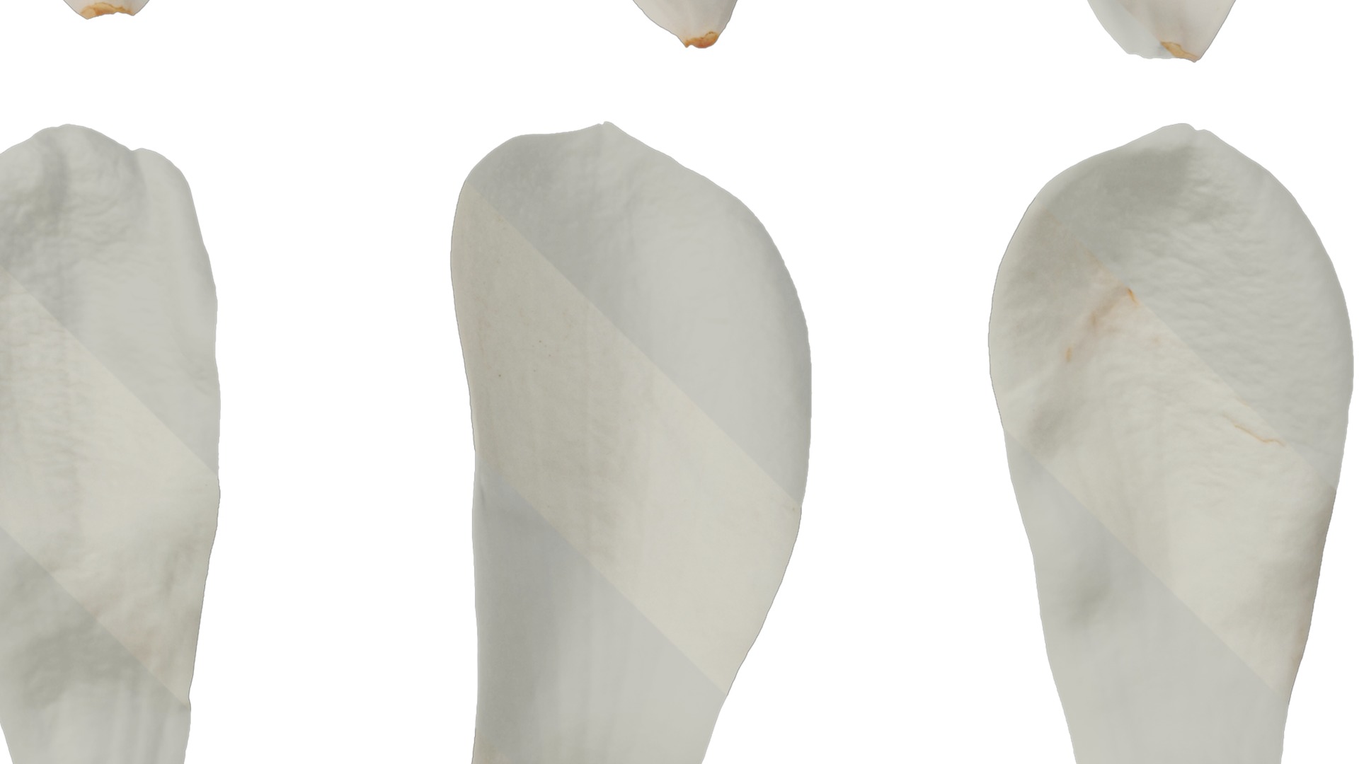 Anydrafts Magnolia denudata Flower 08 F Texture_4