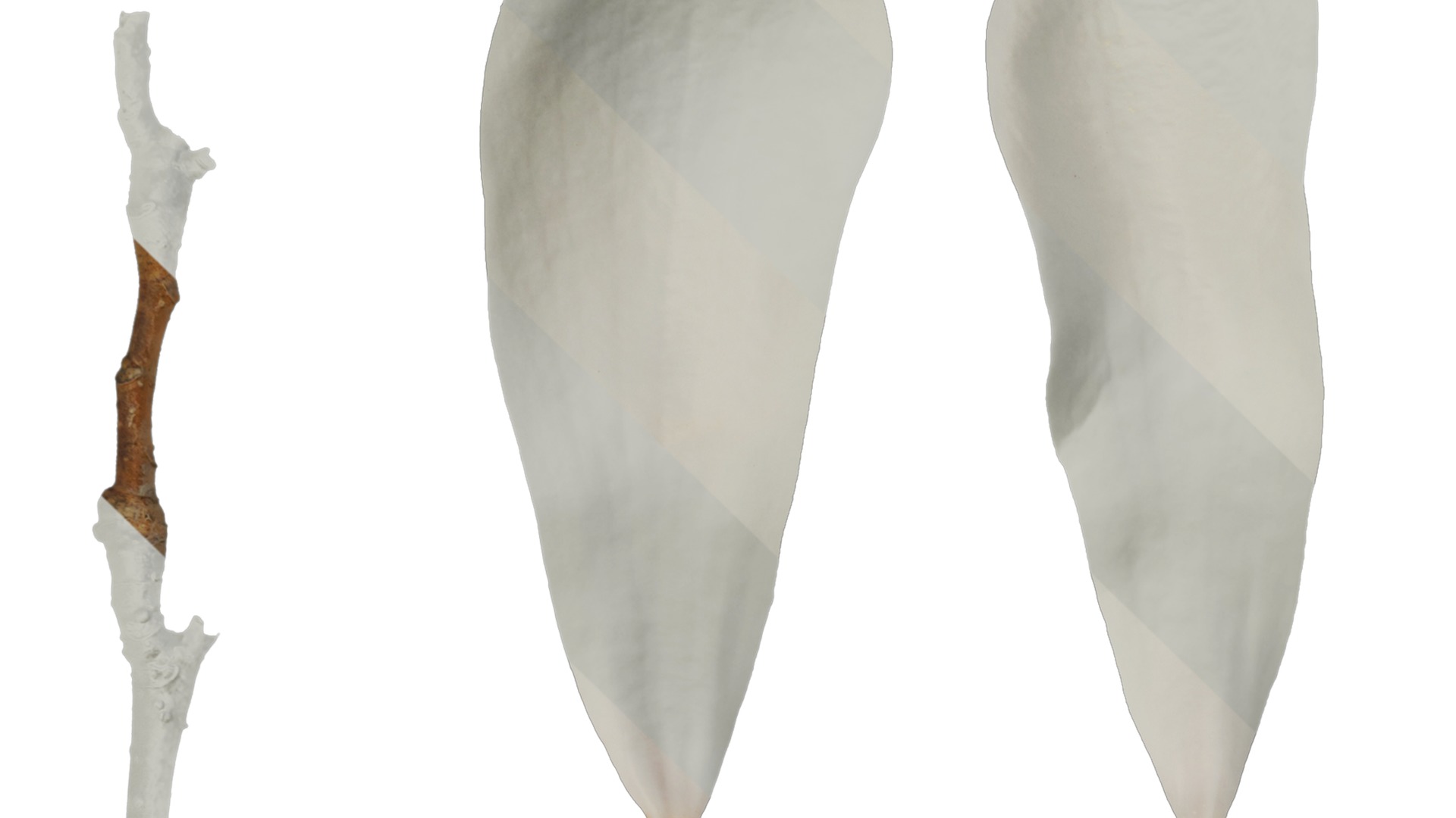 Anydrafts Magnolia denudata Flower 08 F Texture_1